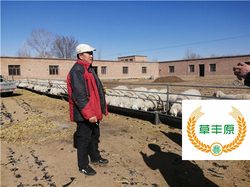 生态羊養殖場(chǎng)